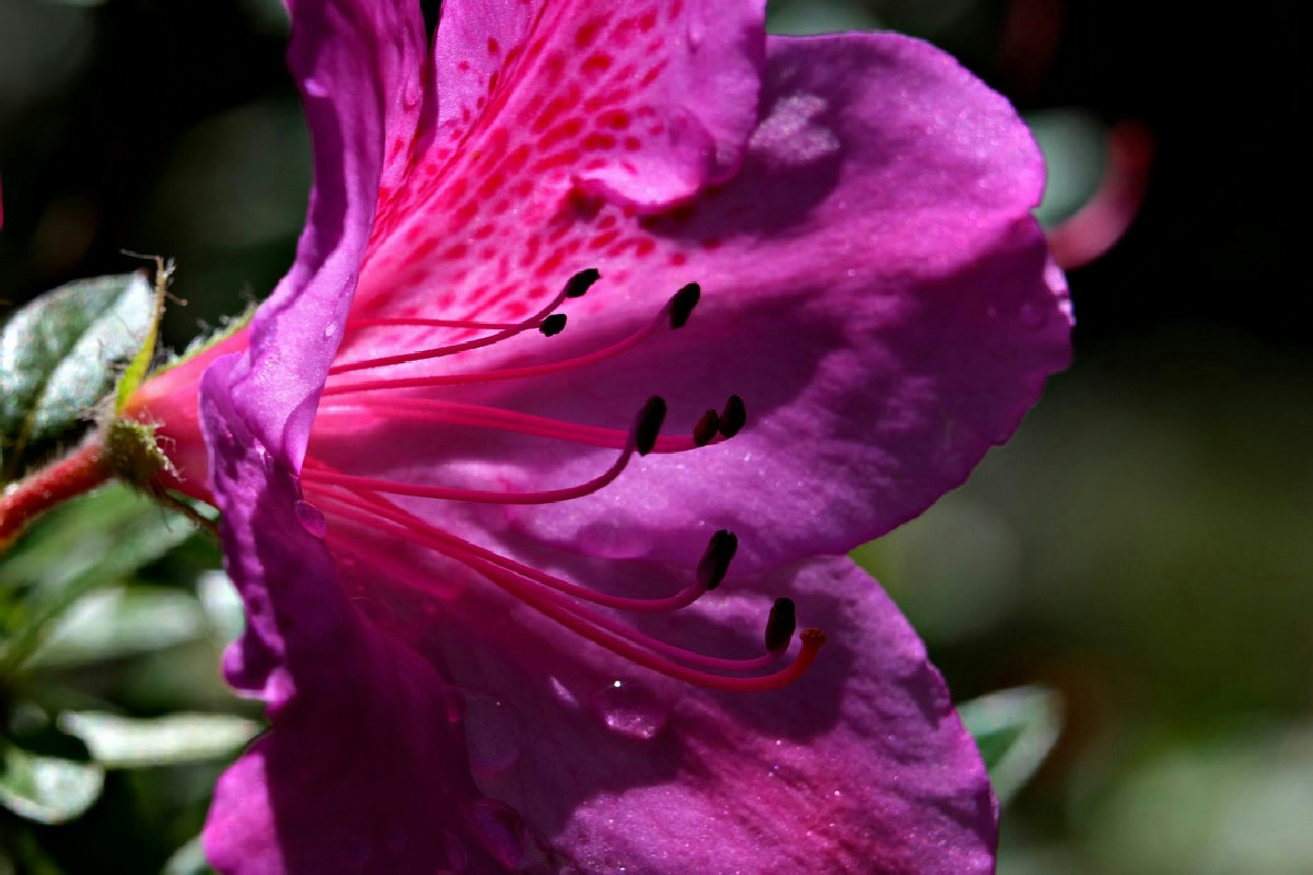 Arbusti da non potare in primavera per garantire una fioritura abbondante e duratura