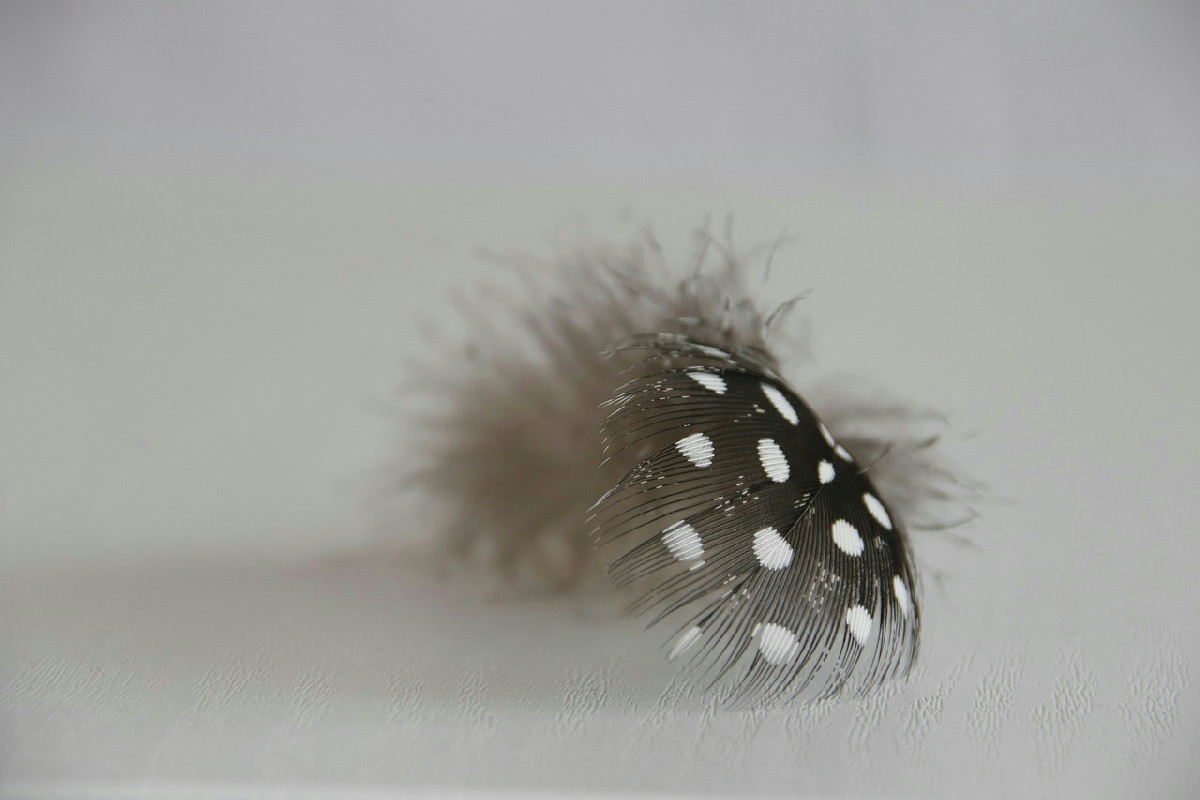 Fiori neri: significato e varietà affascinanti per un giardino unico e misterioso