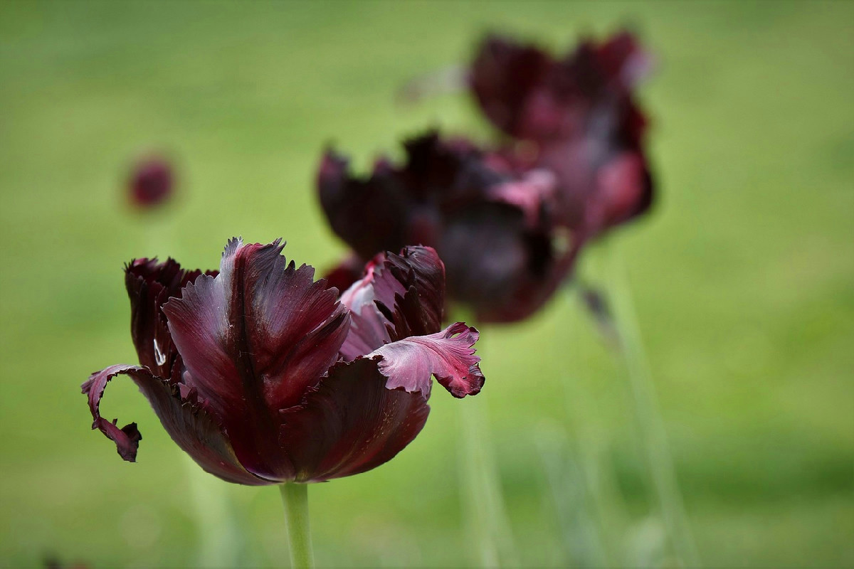 Fiori neri: significato e varietà affascinanti per un giardino unico e misterioso